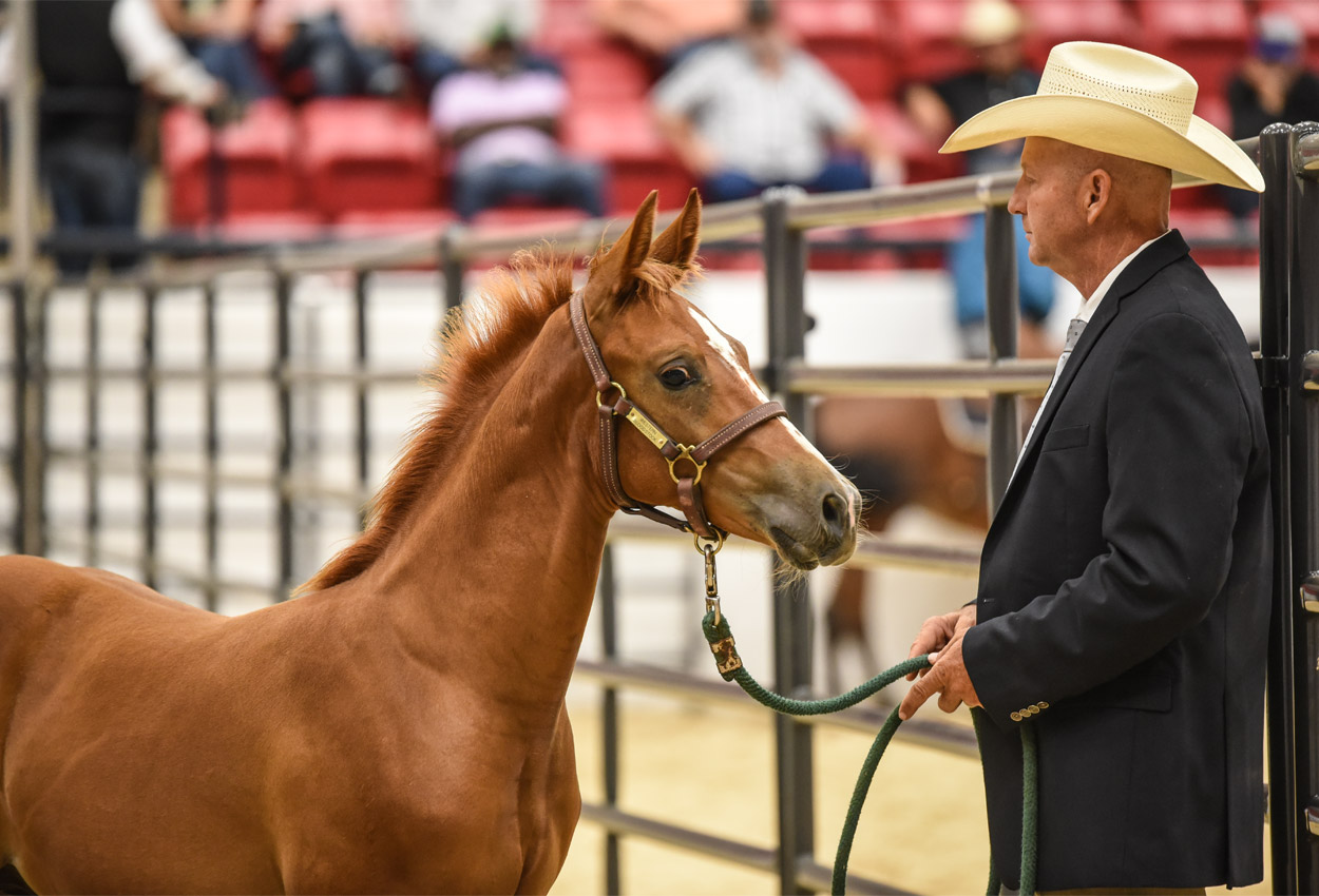 Solid Results for Mid-Year Cutting Horse Sale